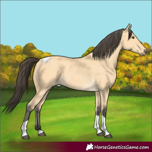 Horse Color:Buckskin Dun Tobiano 