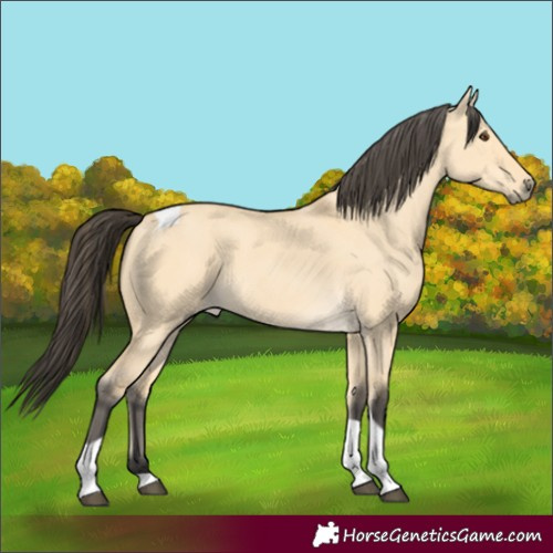 Horse Color:Buckskin Dun Tobiano 