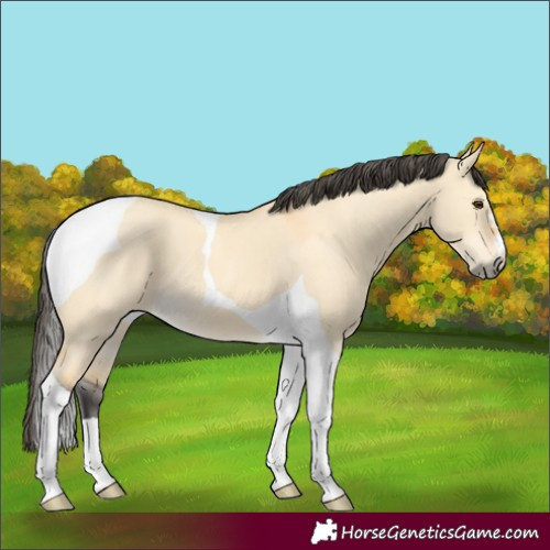 Horse Color:Buckskin Dun Tobiano 
