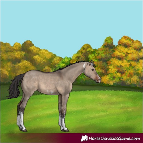 Horse Color:Brown Dun Sabino Tobiano 