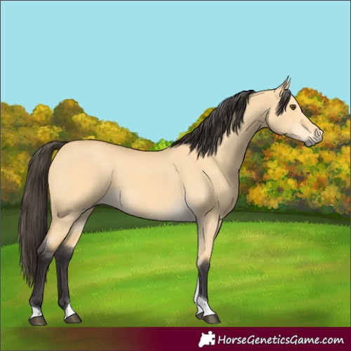 Horse Color:Buckskin Dun Tobiano 