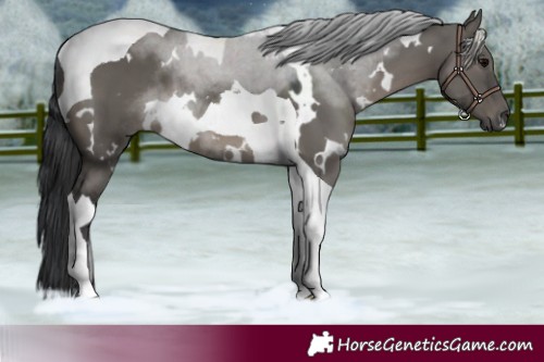 Horse Color:Platinum White Spotted Grullo Tobiano 