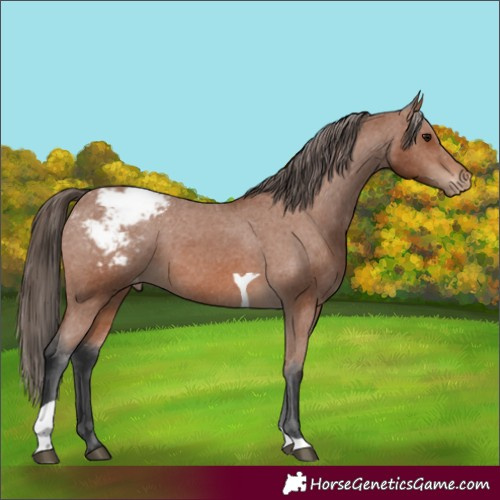 Horse Color:Bay Tobiano Appaloosa 