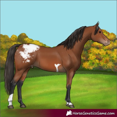 Horse Color:Bay Tobiano Appaloosa 