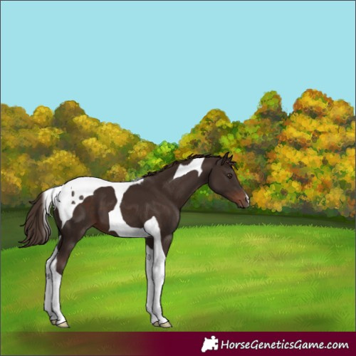 Horse Color:Liver Chestnut Tobiano 