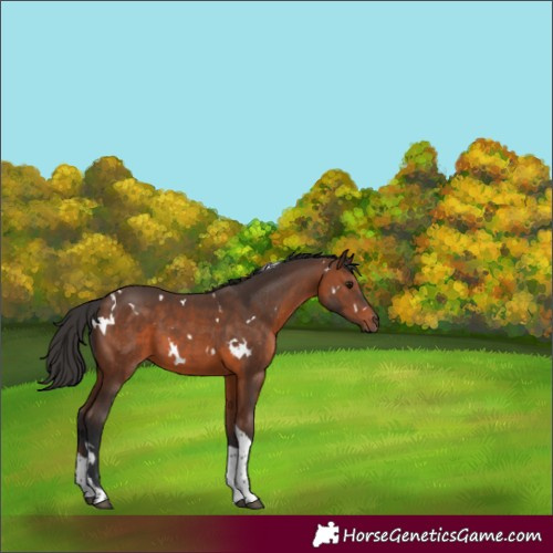 Horse Color:White Spotted Brown Tobiano 