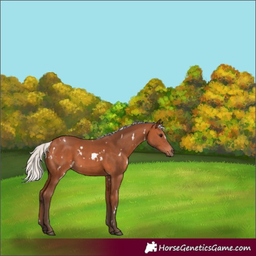 Horse Color:White Spotted Silver Bay 