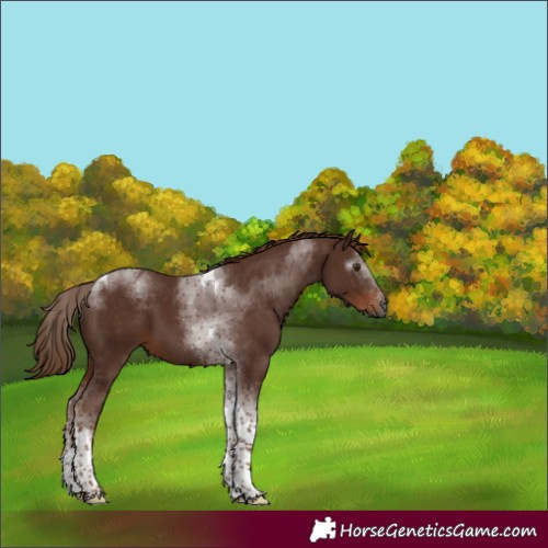 Horse Color:Gray Chestnut Tobiano 