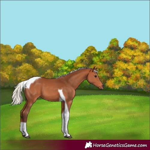 Horse Color:Silver Bay Tobiano 