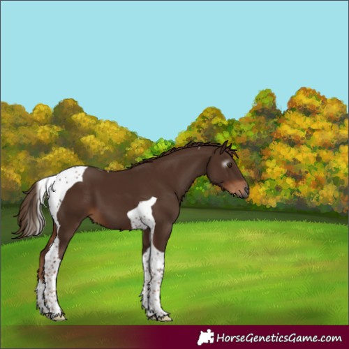 Horse Color:Gray Chestnut Tobiano 