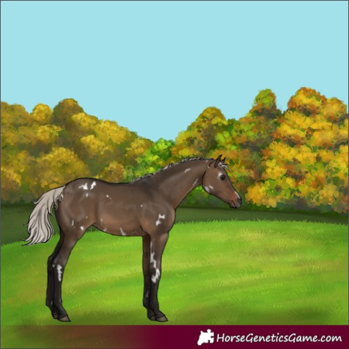 Horse Color:Gray White Spotted Silver Brown Dun 