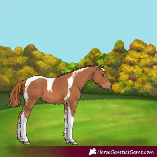Horse Color:Chestnut Tobiano 