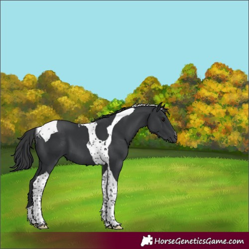 Horse Color:Black Tobiano 