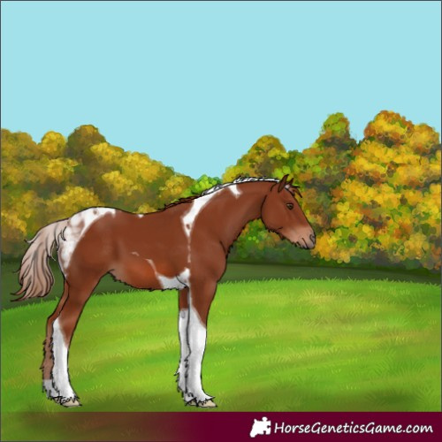 Horse Color:Chestnut Tobiano 