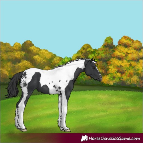 Horse Color:Black Tobiano 