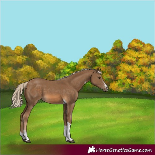 Horse Color:Chocolate Palomino Sabino Tobiano 