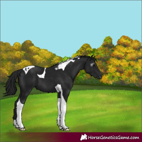 Horse Color:Gray Black Tobiano 