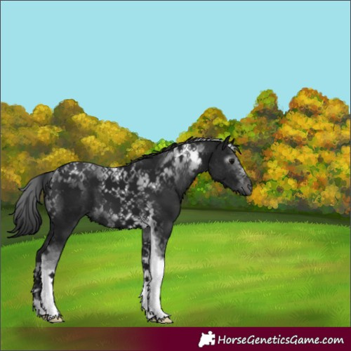 Horse Color:Gray Black Tobiano 