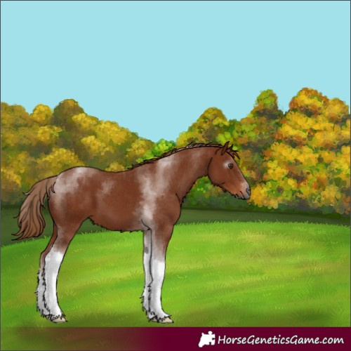 Horse Color:Gray Chestnut Tobiano 