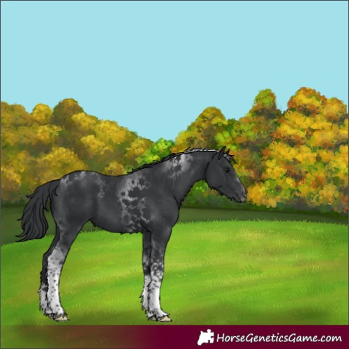 Horse Color:Black Tobiano 