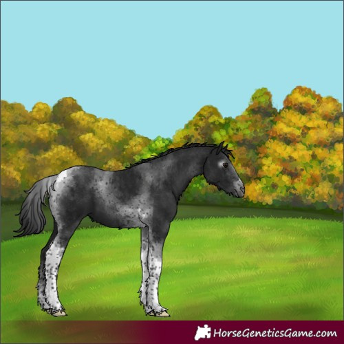Horse Color:Gray Black Tobiano 