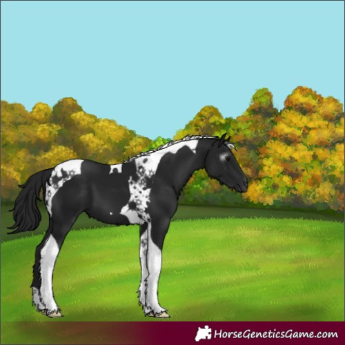 Horse Color:Gray Black Tobiano 