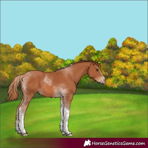 Horse Color:Chestnut Tobiano 