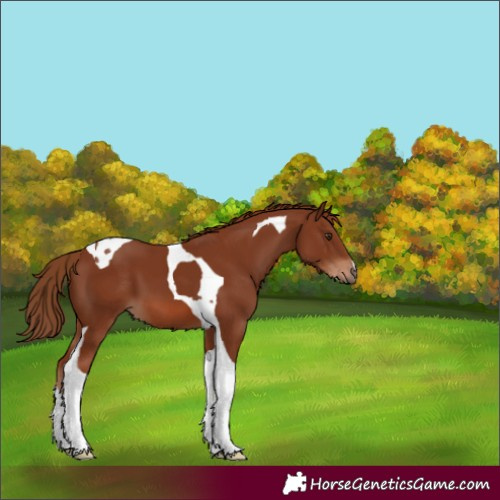 Horse Color:Chestnut Tobiano 