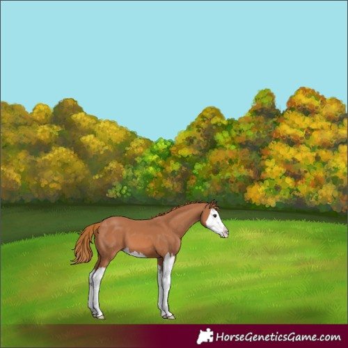 Horse Color:Chestnut Splash 