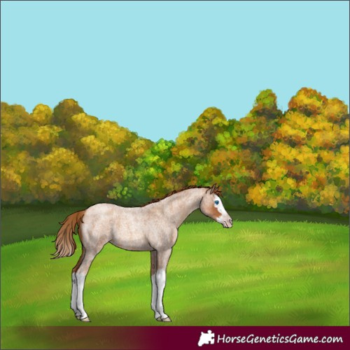 Horse Color:Gray Gold Champagne Roan Splash 