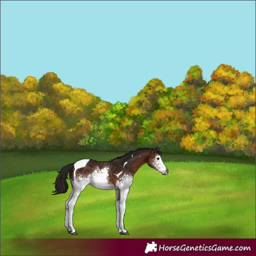 Horse Color:Gray White Spotted Bay Tobiano 