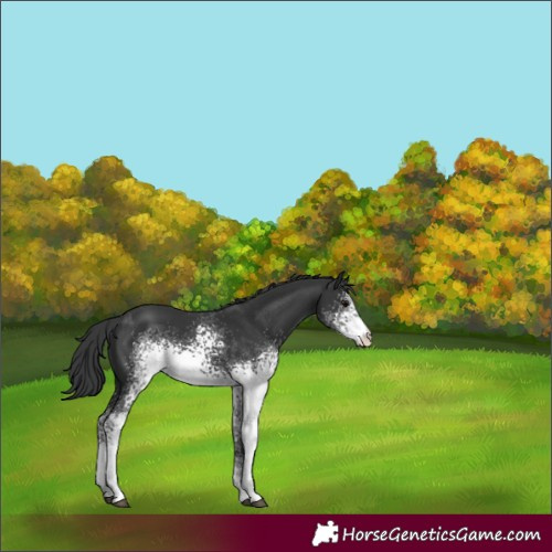 Horse Color:White Spotted Black 
