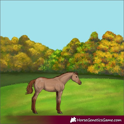 Horse Color:Red Dun 