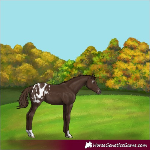 Horse Color:Gray Chestnut Blanket 