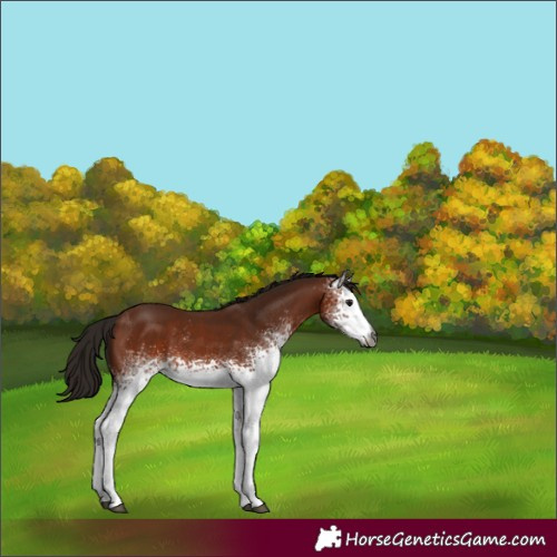 Horse Color:Gray White Spotted Bay 