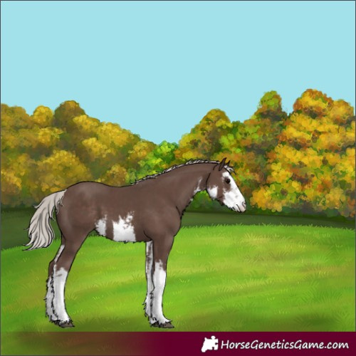 Horse Color:White Spotted Silver Black 