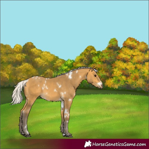 Horse Color:White Spotted Silver Buckskin 