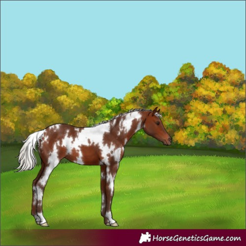 Horse Color:White Spotted Silver Bay 