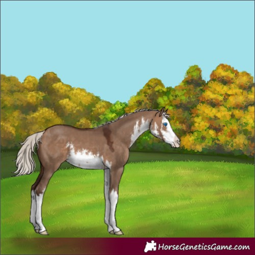Horse Color:White Spotted Silver Brown Dun Splash 