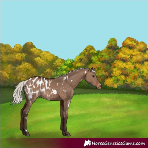 Horse Color:White Spotted Silver Brown Dun Blanket 