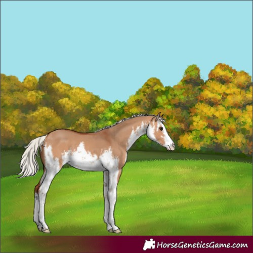 Horse Color:White Spotted Silver Bay Dun 