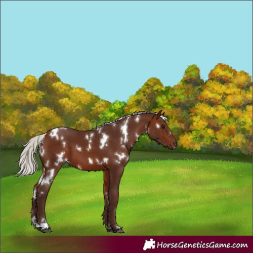 Horse Color:White Spotted Silver Bay 