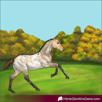 Horse Color:White Spotted Buckskin Roan Dun Appaloosa Rabicano Brindle 