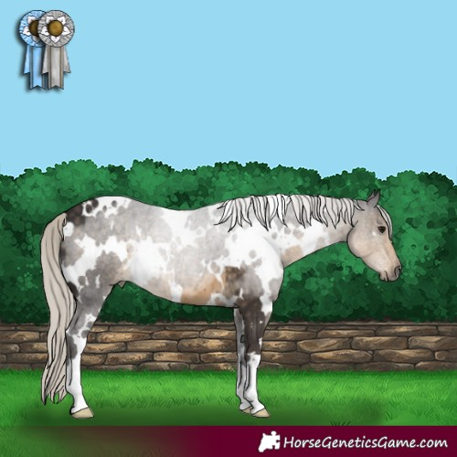 Horse Color:White Spotted Silver Smoky Black 