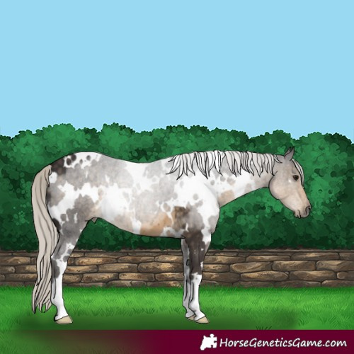 Horse Color:White Spotted Silver Smoky Black 