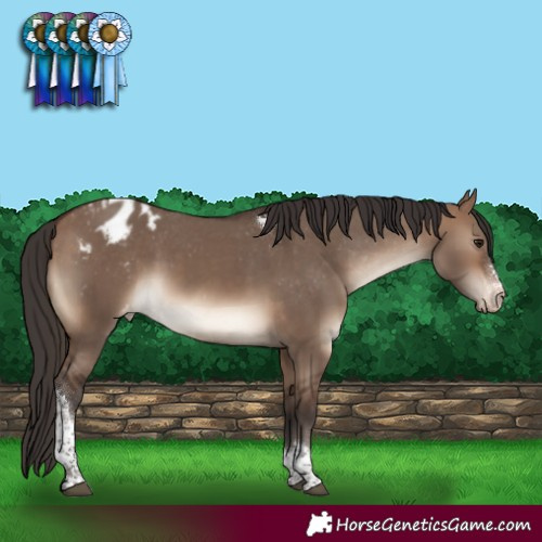 Horse Color:Brown Dun Sabino Tobiano Varnish 
