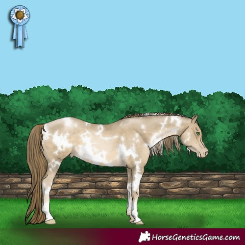 Horse Color:White Spotted Smoky Black Pearl 