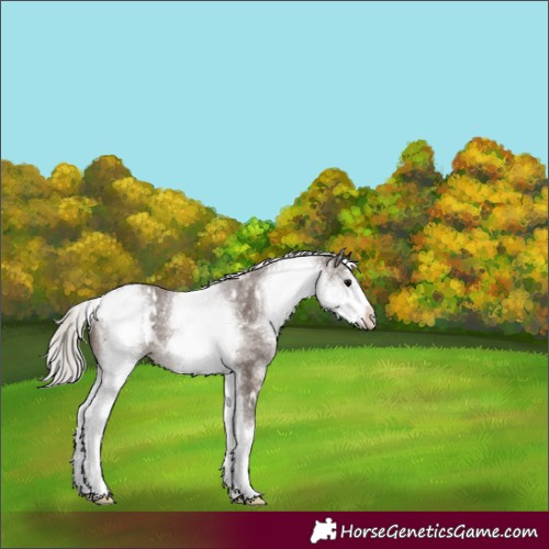 Horse Color:White Spotted Silver Black 