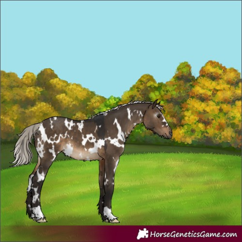 Horse Color:Gray White Spotted Silver Brown Dun 