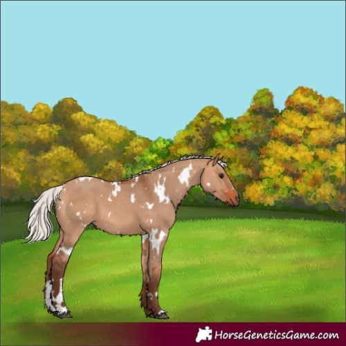 Horse Color:White Spotted Silver Bay Dun 